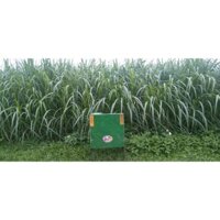 Máy Băm Cỏ Voi - Băm Rau Bèo Động Cơ Toàn Phát 1,1kw ,Nguồn Điện 220V