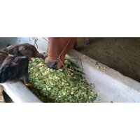 Máy băm máy thái củ sắn,quả mãng câu - Máy băm cỏ băm lát chuối