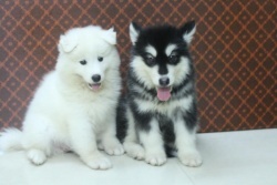 Máy bơm chìm hỏa tiễn 4 inch Ircem 8BH15T 2HP