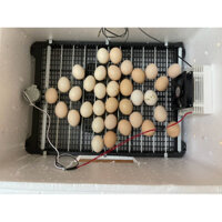 Máy đảo tự động 60  trứng