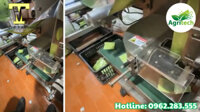 Máy đóng gói Trà túi lọc thảo mộc