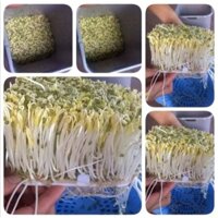 Máy làm giá đỗ sạch đa năng DT - 103. Phiên bản tự động. Gia dụng cho nhà bếp. Máy làm thực phẩm an toàn (MI-240)