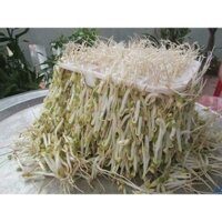 Máy làm giá đỗ sạch đa năng ĐT-103