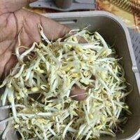 Máy làm giá đỗ