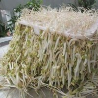 Máy làm giá đỗ