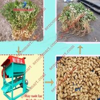 Máy tuốt lạc tươi chạy điện nhanh tiện lợi