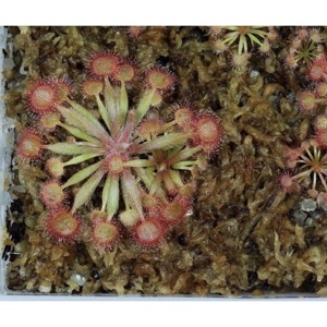 Máy xông mũi họng Philips Sami the Seal