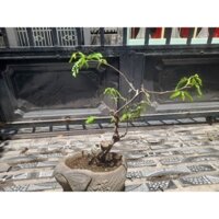 Me chua dáng đẹp mini để bàn, thuần chậu 2 năm. Cam kết như hình, cây ở Ninh Thuận.