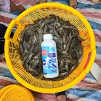 "MEN ĐƯỜNG RUỘT DẠNG NƯỚC – GIẢI PHÁP VÀNG CHO TIÊU HÓA KHỎE, VẬT NUÔI LỚN NHANH"