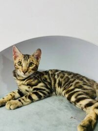 Mèo Bengal – Giá mua bán mèo Bengal tại TPHCM
