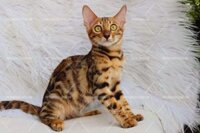 Mèo Bengal mã BG1254