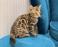 Mèo Bengal mã BG603