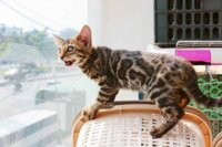 Mèo Bengal nâu mã BG712