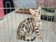 Mèo Bengal Silver mã BG146