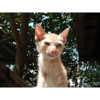 Mèo cute s