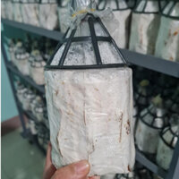 Meo Nấm Bào ngư xám - Loại que (Combo 3 bịch meo giống)