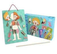 Mideer Human Body Magnetic Puzzle – Bộ Xếp Hình Nam Châm Cơ Thể Người