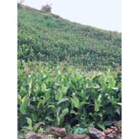 Miến Dong Thái Điện Biên -  Sản phẩm bà con dân tộc Thái - Ngon Dai