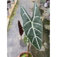 Mini size MÔN MŨI TÊN | Alocasia Longiloba | Kiểng lá | Cây trồng trong nhà