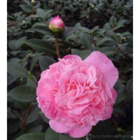 Minshop-CÂY TRÀ HỒNG THƠM ( cây đang hoa và nụ gửi cây ảnh 1.2)