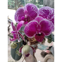 Minshop-COMBO 10 CÂY LAN HỒ ĐIỆP GIỐNG HOA ĐẠI giá  bèo   (đã bật hoả tốc)