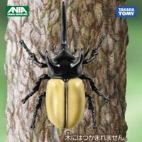 Mô hình Bọ cánh cứng 5 sừng Ania AS-41 Five Horns Beetle 908524 Fullbox Chính Hãng Takara Tomy