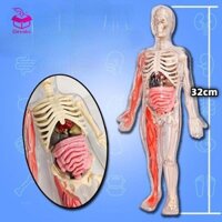 Mô hình bộ xương cơ thể con người Mô hình bộ xương trẻ em cho công cụ giảng dạy Trẻ em