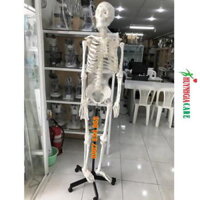 Mô hình bộ xương người gắn kết