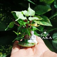 Mô Hình Cây Bồ Đề Đức Phật Và Cá 5cm Mini Tỉ Lệ 1/12