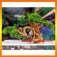 Mô hình Cây gỗ lũa thủy sinh Có tán lá SIZE Vừa dùng cho bể cá cảnh