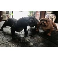 Mô hình chó American Bully