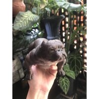 Mô hình chó Bully