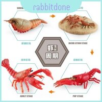 Mô hình chu kỳ tăng trưởng tôm càng bắt mắt Pvc thực tế cho mục đích học tập Trang trí và