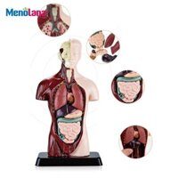 Mô hình cơ thể con người Mô hình Humam có thể tháo rời 5 bộ phận có chân đế Cơ quan con người Mô hình có thể tháo rời cho dụng cụ giáo dục