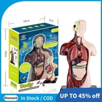 Mô hình cơ thể con người với 7 mô hình cơ thể có thể tháo rời, Mô hình giải phẫu cơ thể giáo dục cho học tập khoa học sinh học