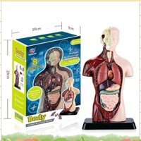 Mô hình cơ thể con người với 7 mô hình cơ quan có thể tháo rời, Mô hình giải phẫu cơ quan giáo dục cho học tập khoa học sinh học