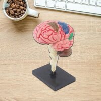 Mô hình con người 4D Tháo rời Mô hình giải phẫu Bàn làm việc cho sinh viên Khoa học thần kinh Học tập Sinh học Học tập