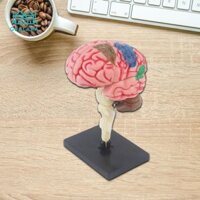 Mô hình con người Đồ chơi dễ sử dụng 4D tháo rời để giảng dạy Khoa học nghiên cứu