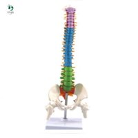 Mô Hình Cột Sống Giải Phẫu Cơ Thể Người 45Cm Dành Cho Học Sinh