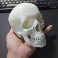 Mô hình đầu lâu cao 10cm, trang trí chuồng bò sát, tiểu cảnh, decor, kinh dị, halloween