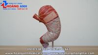 mô hình giải phẫu dạ dày người