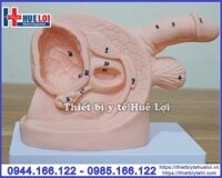 Mô hình giải phẫu sinh dục kèm đặt thông tiểu nam