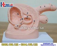 Mô hình giải phẫu sinh dục kèm đặt thông tiểu nam