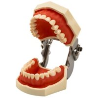 Mô Hình Hàm Răng Giả Có Thể Tháo Rời Dùng Trong Dạy Học