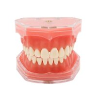 Mô Hình Hàm Răng Mềm Có Thể Tháo Rời Dùng Trong Giảng Dạy Nha Khoa
