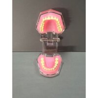 Mô Hình Hàm Răng Mềm Có Thể Tháo Rời Chuyên Dùng Giảng Dạy