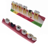 Mô Hình Hàm Răng Sinh Học Chất Lượng Cao