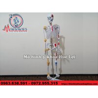 Mô Hình Hệ Xương Người 170 cm Có Dây Thần Kinh