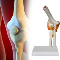 Mô hình khớp khuỷu tay con người Mô hình bộ xương nhẹ để hiển thị Nghiên cứu khoa học