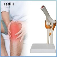 Mô hình khớp khuỷu tay con người Mô hình bộ xương nhẹ để hiển thị Nghiên cứu khoa học